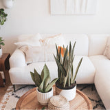 Juna Sofa